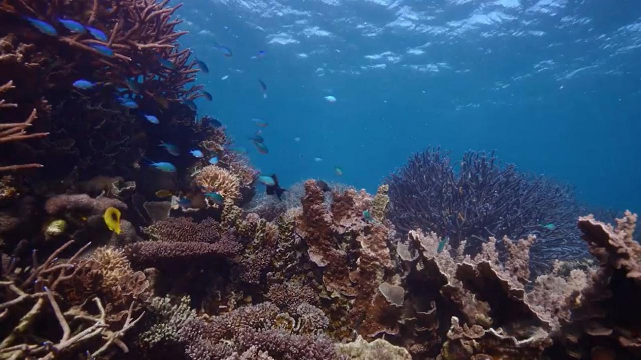 Ningaloo: la maravilla oceánica de Australia / 12.10.2025, 20:00