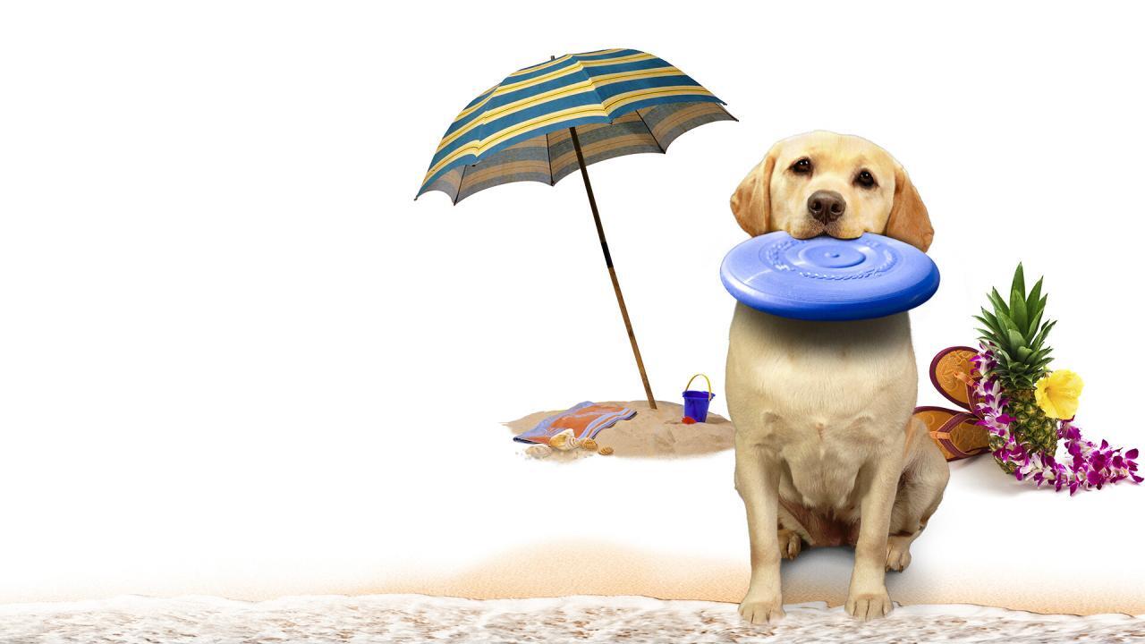 El perro que salvo el verano