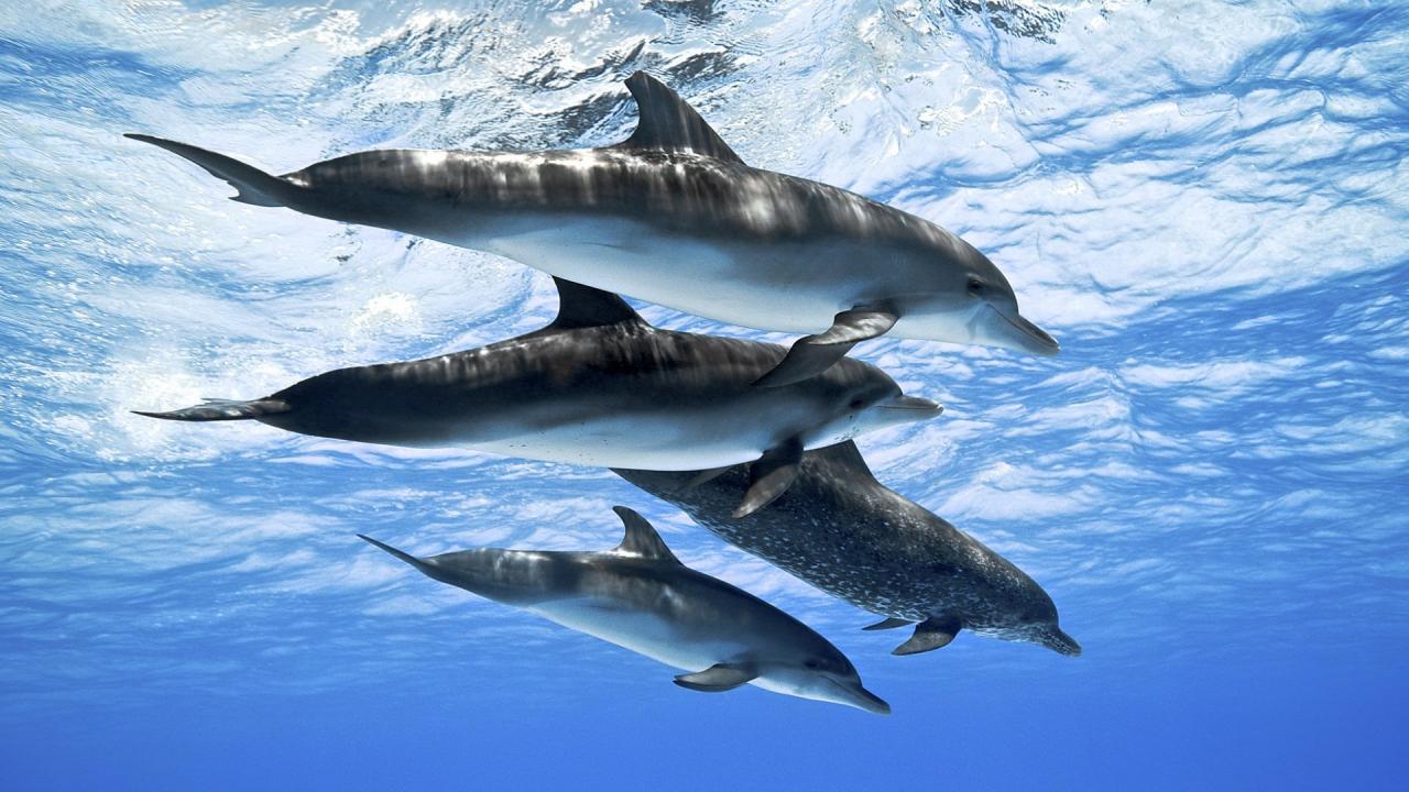 Dolphins: Spy in the Pod / 01.10.2025, 20:00